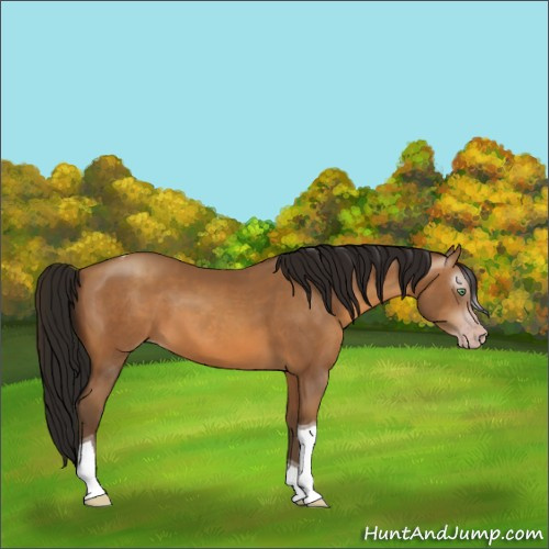 Horse Color:Gray Amber Champagne Tobiano Rabicano 