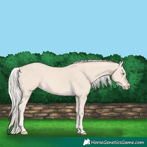Horse Color:Cremello Splash and Cremello