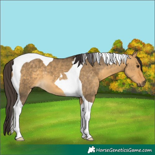 Horse Color:Buckskin Dun Tobiano 