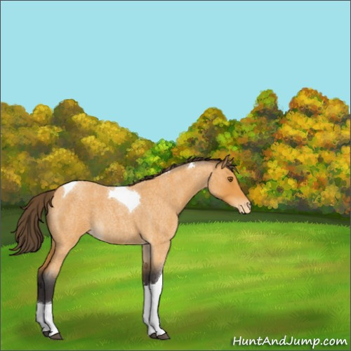 Horse Color:Buckskin Roan Tobiano Appaloosa 