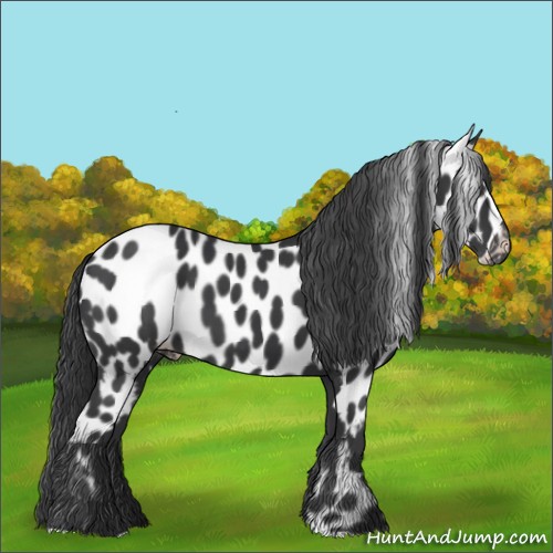Horse Color:Black Appaloosa 