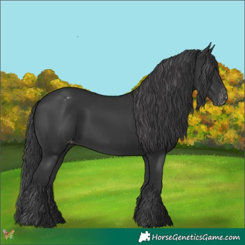 Horse Color:Black Appaloosa 
