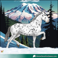 Horse Color:Black Near Leopard 