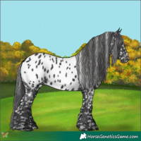 Horse Color:Black Appaloosa 