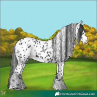 Horse Color:Black Appaloosa 