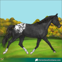 Horse Color:Black Appaloosa 