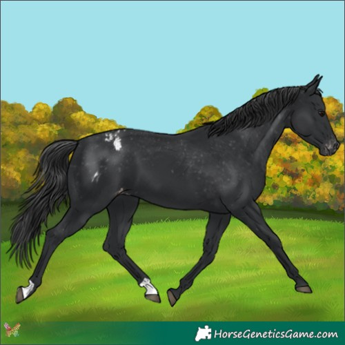 Horse Color:Black Appaloosa 