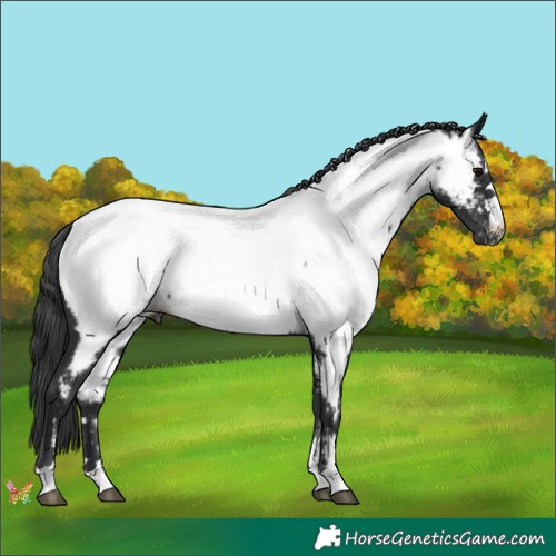 Horse Color:Black Appaloosa 