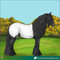 Horse Color:Black Appaloosa 