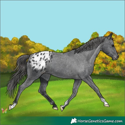 Horse Color:Black Appaloosa 