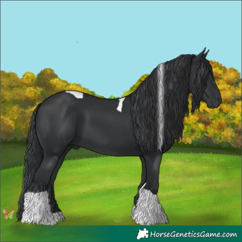 Horse Color:Black Tobiano 