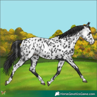 Horse Color:Black Appaloosa 