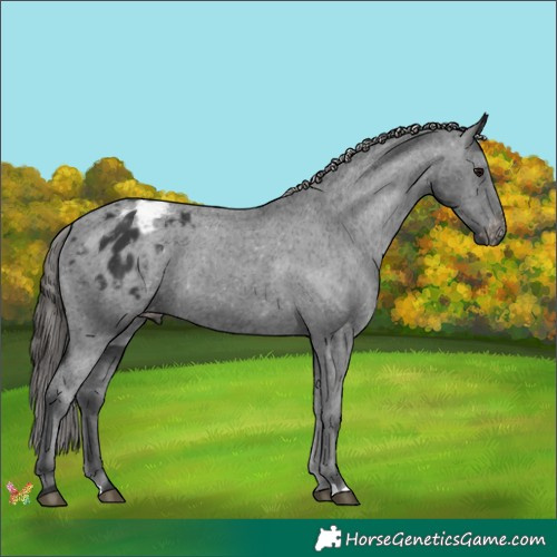 Horse Color:Black Appaloosa 