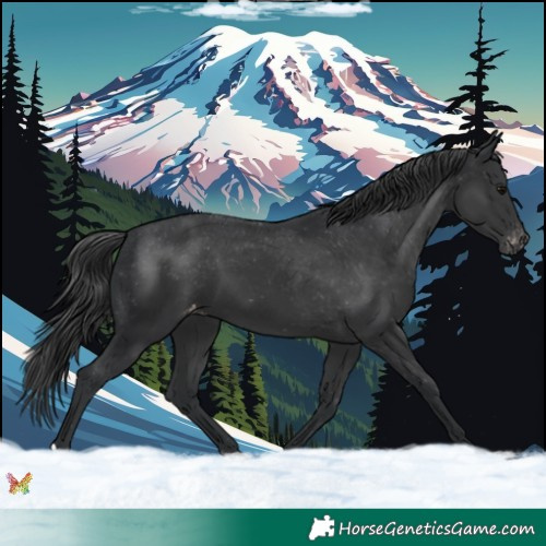 Horse Color:Black Appaloosa 