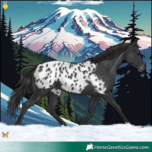 Horse Color:Black Appaloosa 