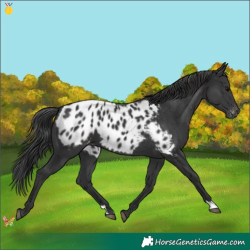 Horse Color:Black Appaloosa 