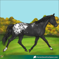 Horse Color:Black Appaloosa 