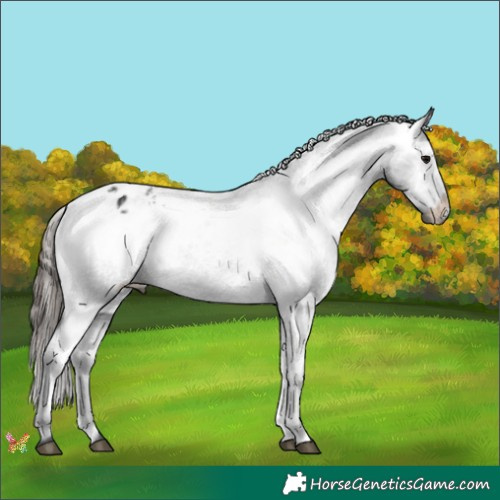 Horse Color:Black Appaloosa 