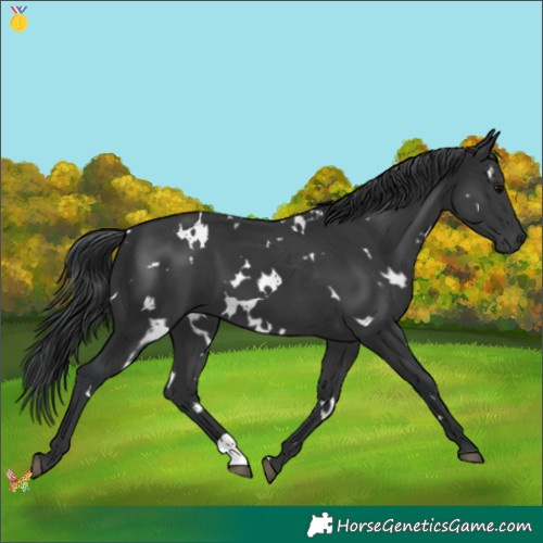 Horse Color:White Spotted Black 