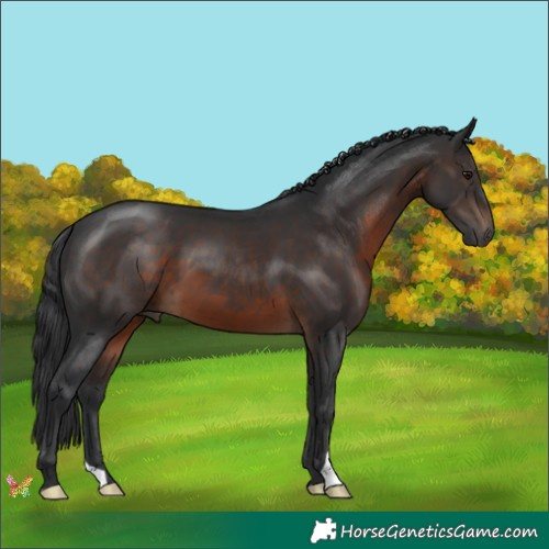 Horse Color:Brown 