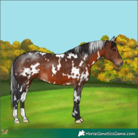 Horse Color:White Spotted Brown