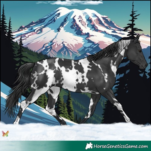 Horse Color:White Spotted Black 