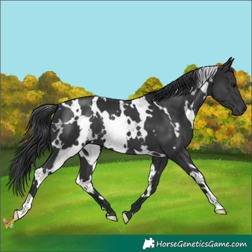 Horse Color:White Spotted Black 