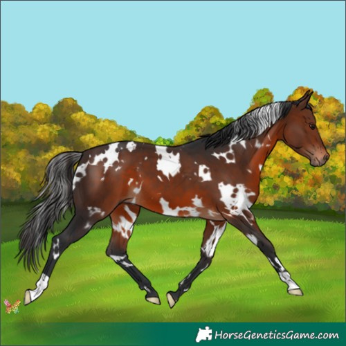 Horse Color:White Spotted Brown 