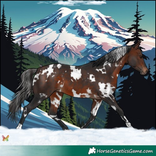 Horse Color:White Spotted Brown 