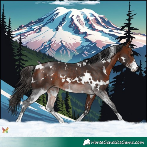 Horse Color:White Spotted Bay Sabino Rabicano 