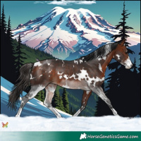 Horse Color:White Spotted Bay Sabino Rabicano 