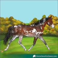 Horse Color:White Spotted Bay Sabino Rabicano 