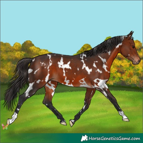 Horse Color:White Spotted Brown 