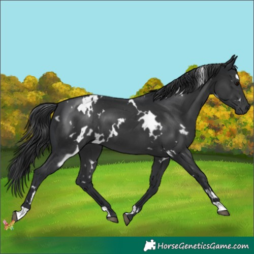 Horse Color:White Spotted Black 