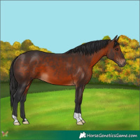 Horse Color:Brown 