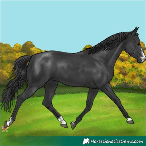 Horse Color:Black Sabino 