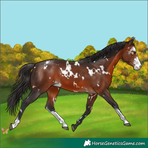 Horse Color:White Spotted Brown Sabino 