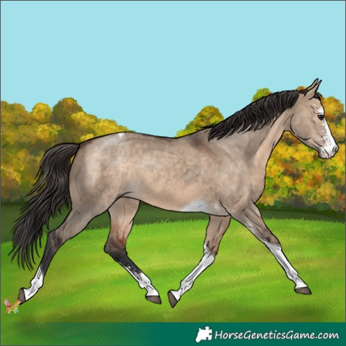 Horse Color:Brown Dun Sabino Tobiano 