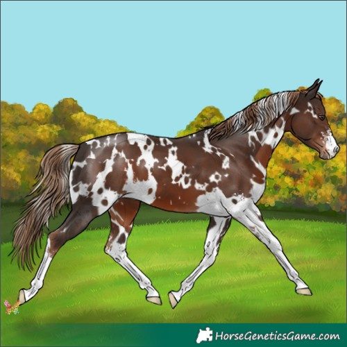 Horse Color:White Spotted Liver Chestnut Sabino 