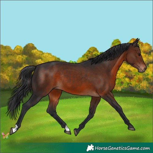 Horse Color:Brown Rabicano 