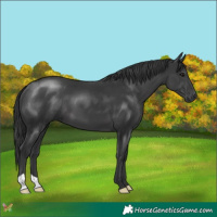 Horse Color:Black 