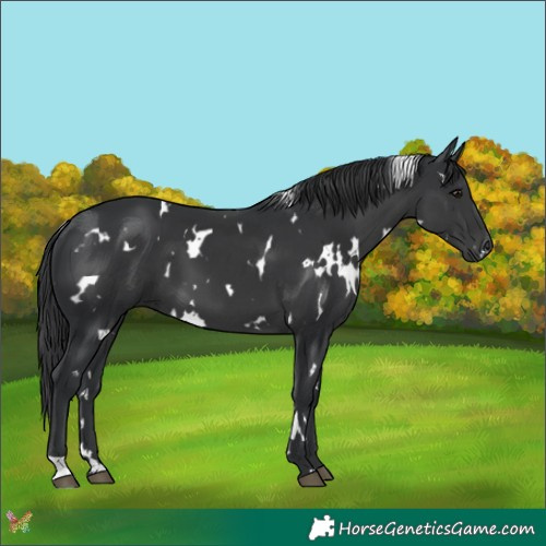 Horse Color:White Spotted Black