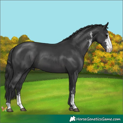 Horse Color:Black Sabino 