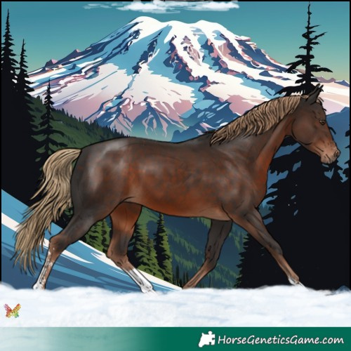 Horse Color:Liver Chestnut Sabino 
