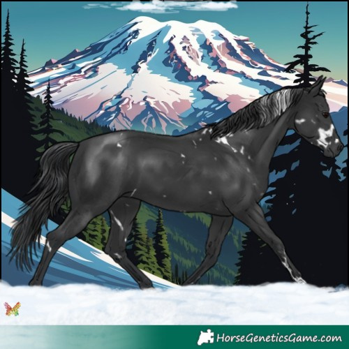 Horse Color:White Spotted Black 