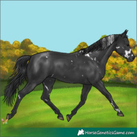 Horse Color:White Spotted Black 