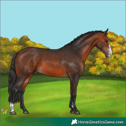 Horse Color:Bay Sabino 
