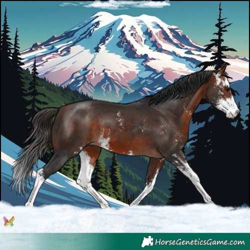 Horse Color:Bay Sabino 