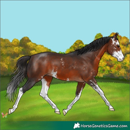 Horse Color:Bay Sabino 