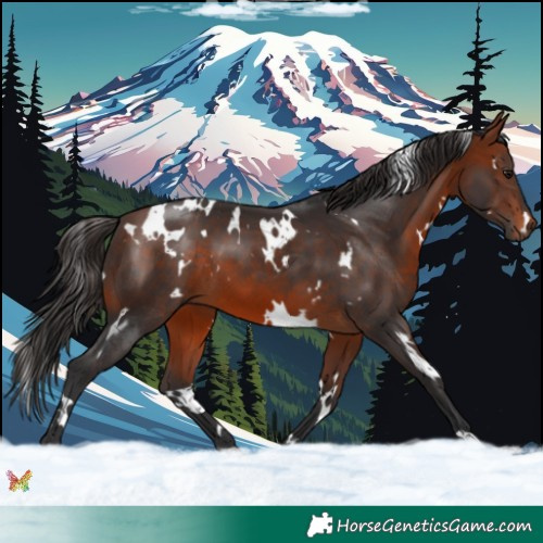 Horse Color:White Spotted Bay 